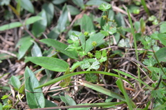 Hydrocotyle batrachium