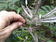 Corokia buddleioides