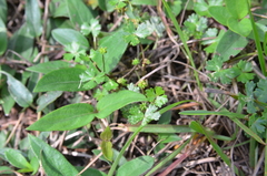 Hydrocotyle batrachium