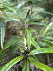 Corokia buddleioides
