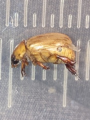 Anomala flavipennis