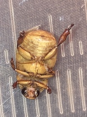 Anomala flavipennis