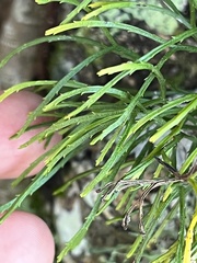 Psilotum complanatum