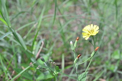 Ixeris chinensis