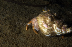 Cuthona nana