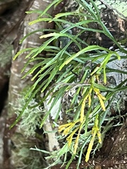 Psilotum complanatum