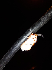 Trosia nigropunctigera