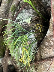 Psilotum complanatum