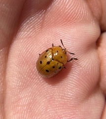 Chelymorpha phytophagica