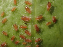 Macrosiphum