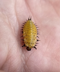 Chelymorpha phytophagica