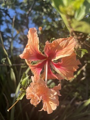 Hibisceae