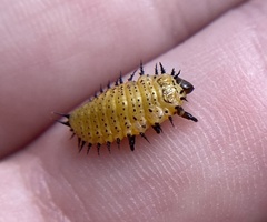 Chelymorpha phytophagica