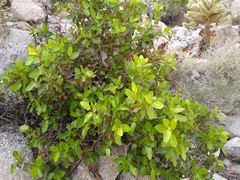 Rhus kearneyi