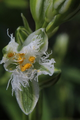 Trichopetalum plumosum