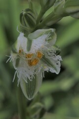 Trichopetalum plumosum