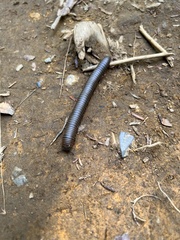 Narceus americanus