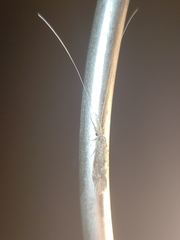 Oecetis
