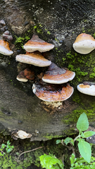 Fomitopsis