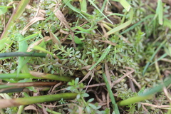 Galium palustre