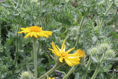 Senecio adenotrichius