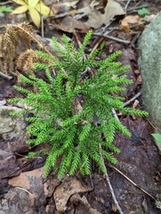 Dendrolycopodium dendroideum