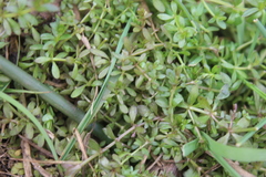 Galium palustre
