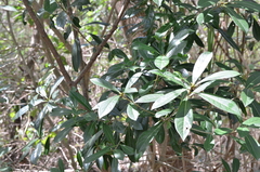 Pittosporum pentandrum