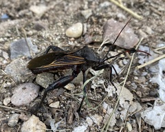 Pachylis neocalifornicus