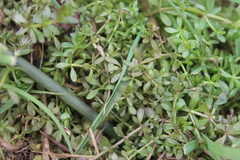 Galium palustre