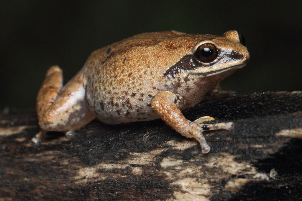 Nilgiri Bush Frog