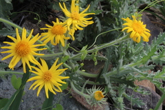 Senecio adenotrichius