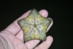 Asteroidea