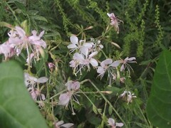 Oenothera lindheimeri