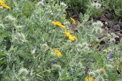 Senecio adenotrichius