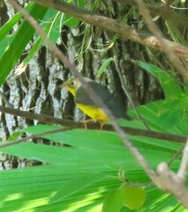 Cardellina canadensis