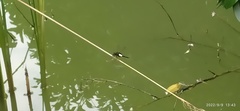 Pseudothemis zonata