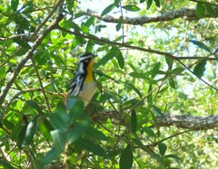 Setophaga dominica