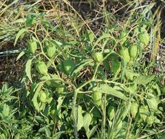 Physalis longifolia
