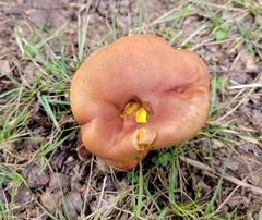Lanmaoa pseudosensibilis