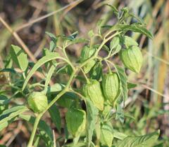 Physalis longifolia