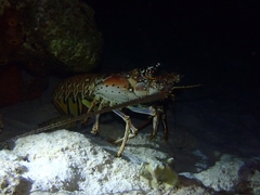 Panulirus argus