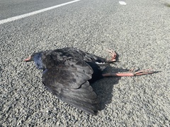 Porphyrio melanotus melanotus