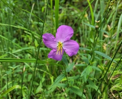 Rhexia nashii