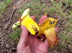 Lanmaoa pseudosensibilis