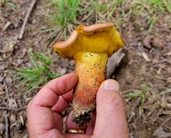 Lanmaoa pseudosensibilis