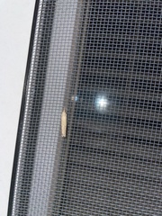 Neodactria luteolellus