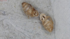 Gastrocopta contracta
