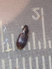 Agonum punctiforme