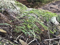 Psilotum nudum